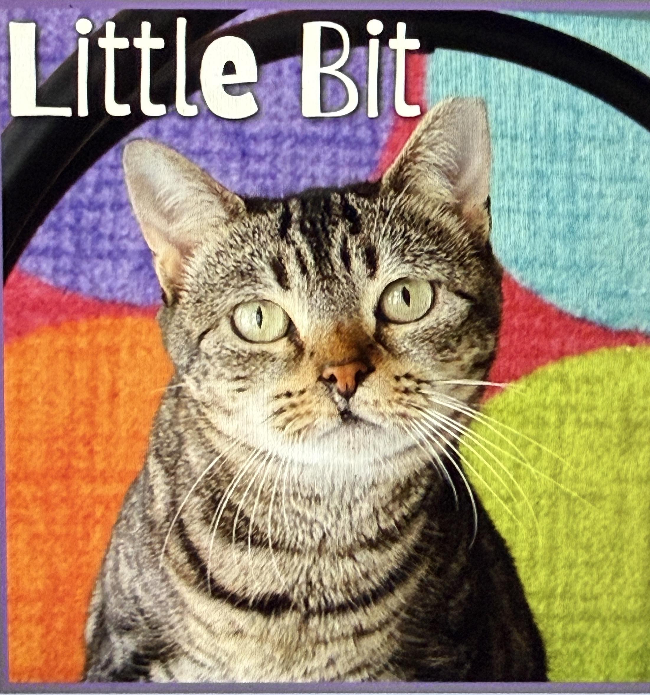 Enlarge Lil Bit, a ADOPTABLE Domestic Short Hair in Pawleys Island, SC image 1/3
