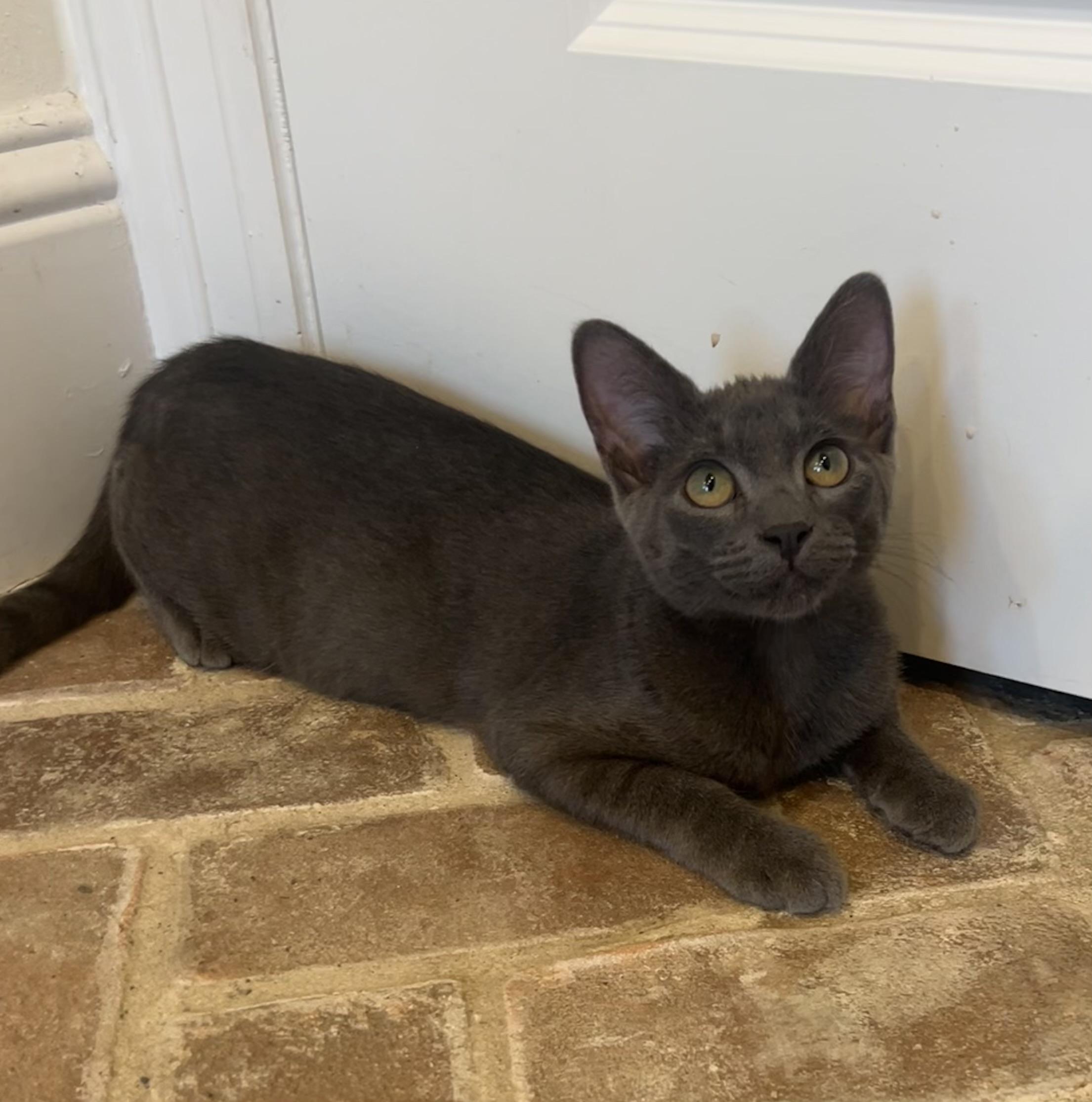 Ruston - Riley Fuzzel Petsmart