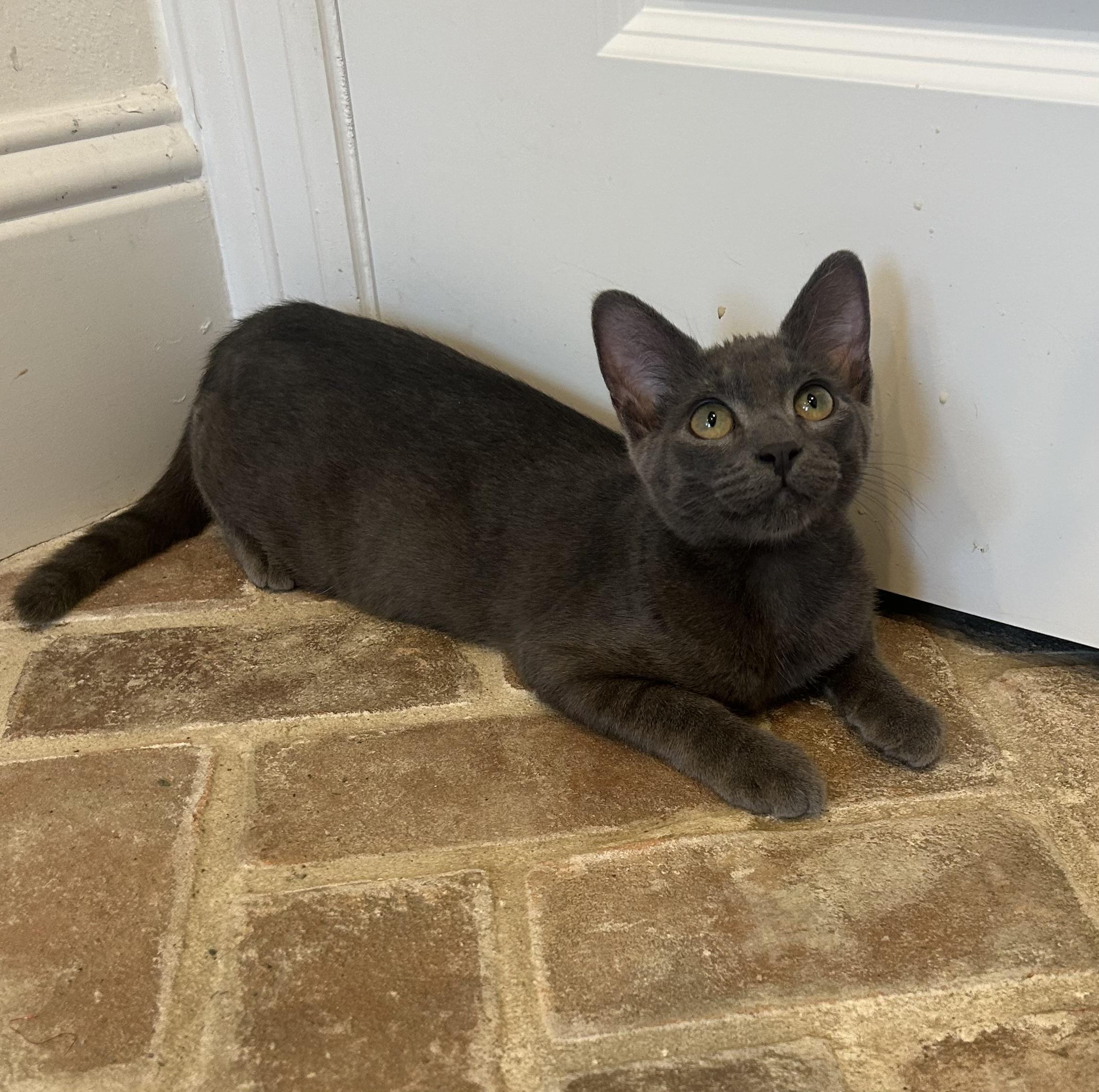 Ruston - Riley Fuzzel Petsmart