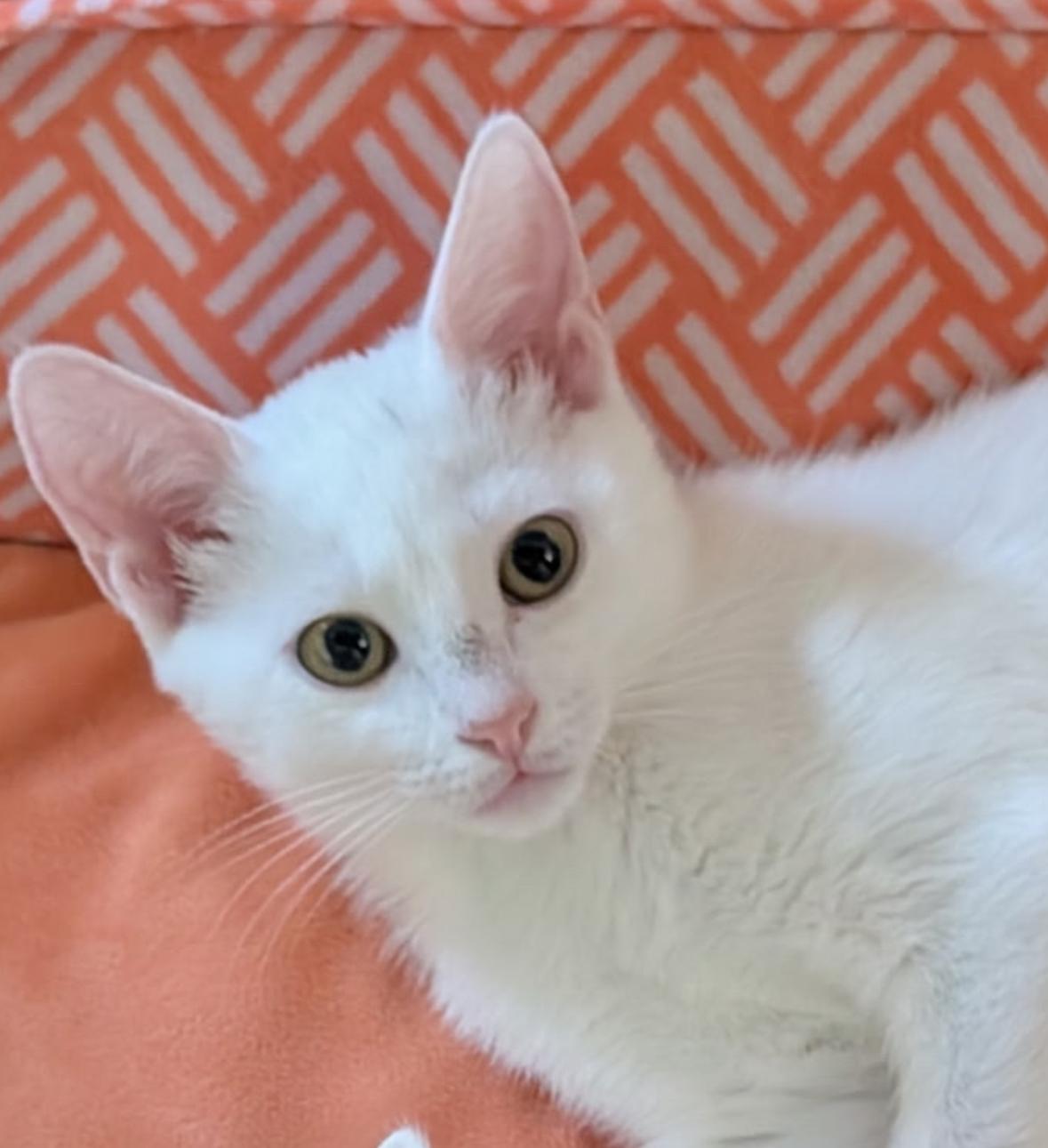 Yuki - Riley Fuzzel Petsmart