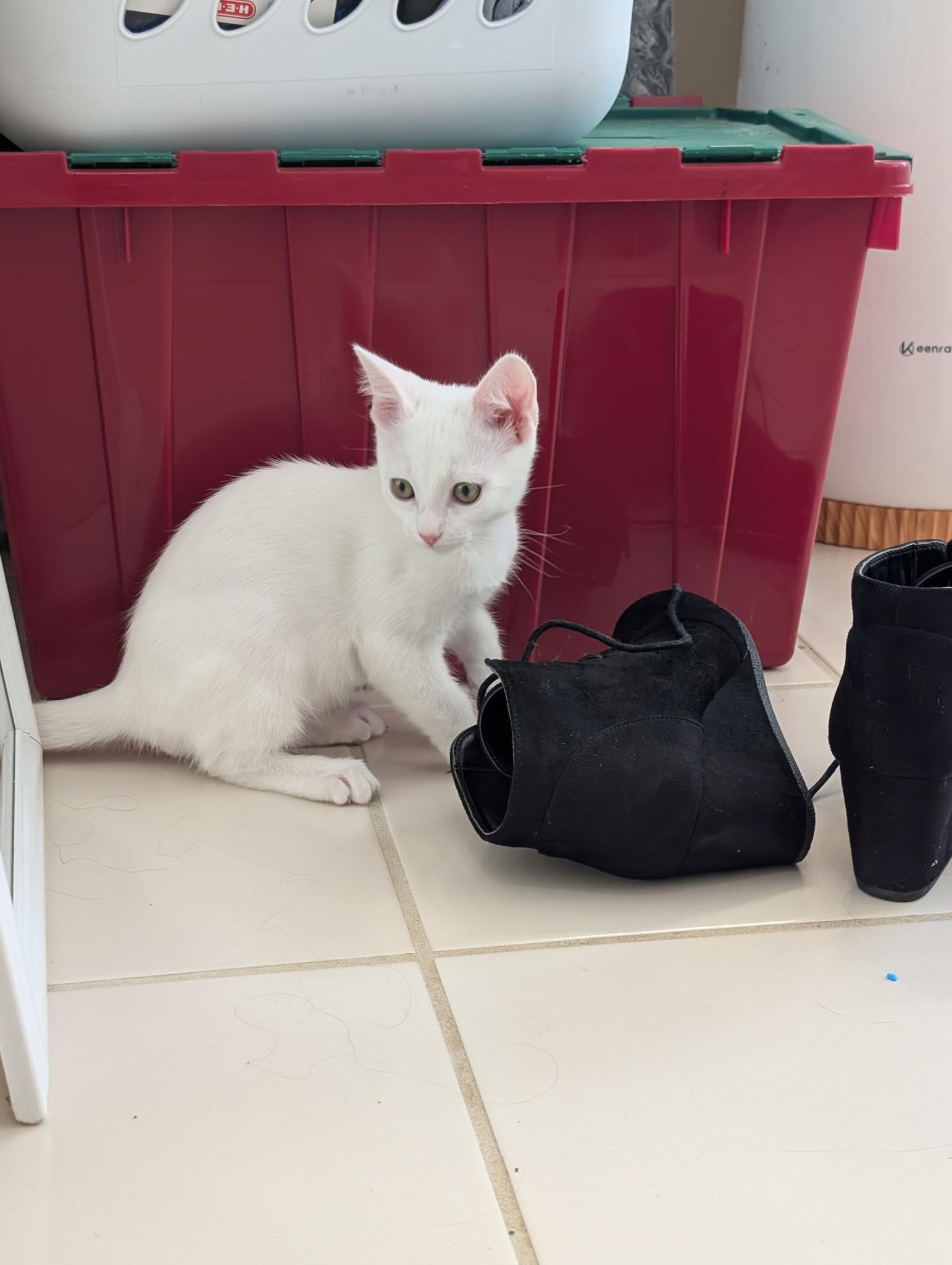 Yuki - Riley Fuzzel Petsmart