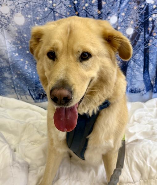 Enlarge Crosby, a ADOPTABLE mixed breed in Los Angeles, CA image 1/6