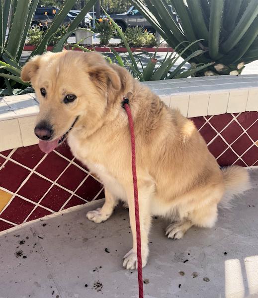 Enlarge Crosby, a ADOPTABLE mixed breed in Los Angeles, CA image 2/6