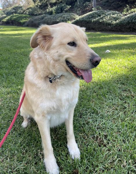 Enlarge Crosby, a ADOPTABLE mixed breed in Los Angeles, CA image 3/6