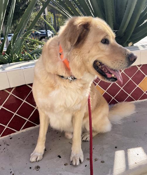Crosby, ADOPTABLE, Adult Male Golden Retriever.