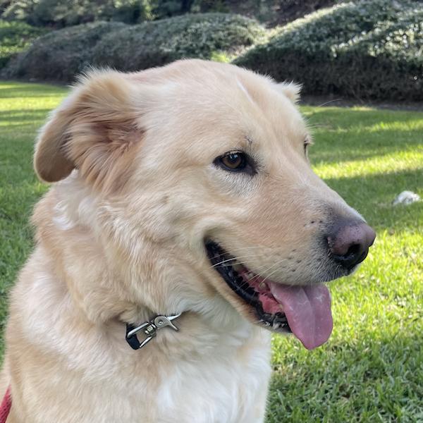 Enlarge Crosby, a ADOPTABLE mixed breed in Los Angeles, CA image 5/6