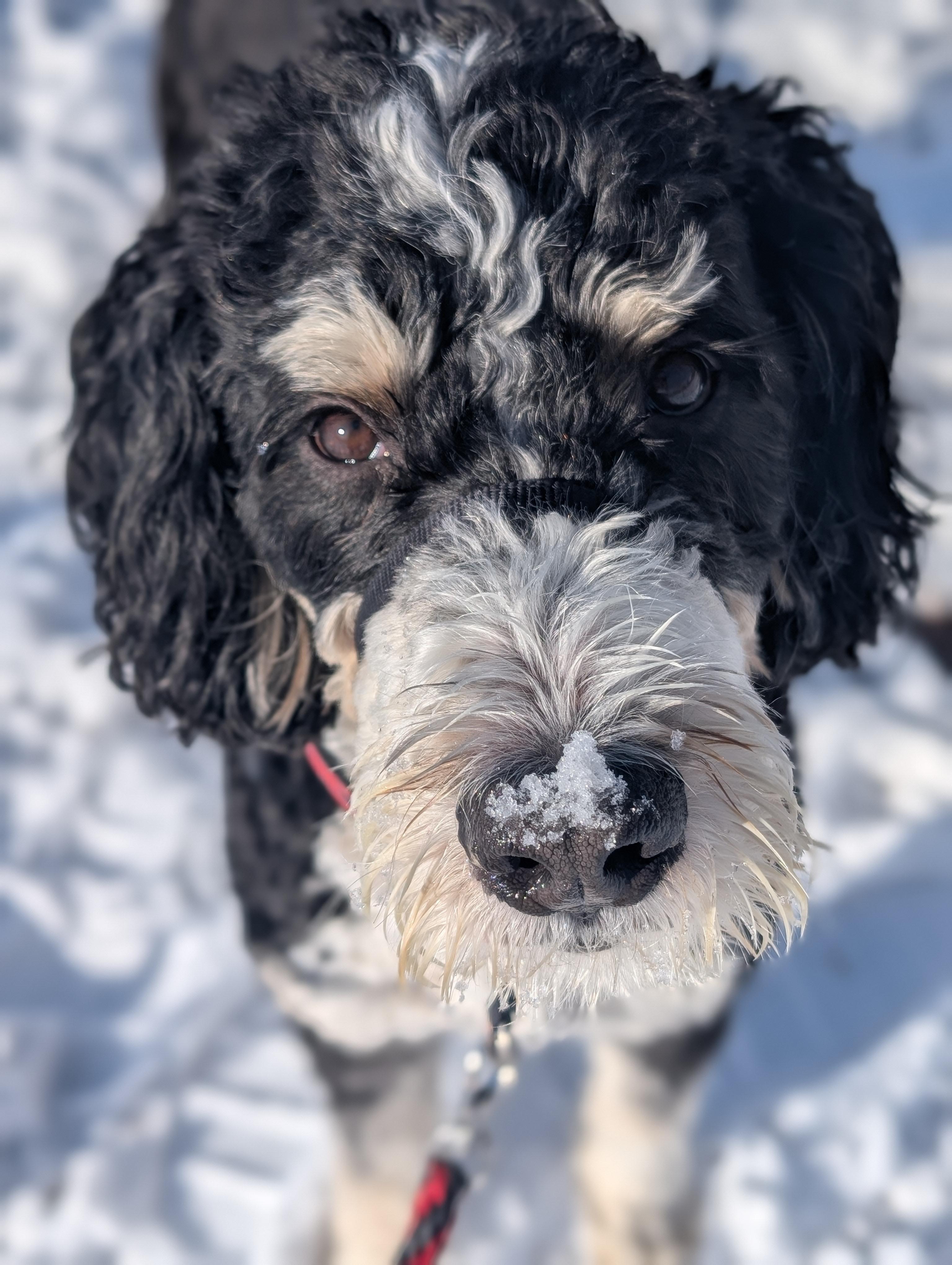 Enlarge Cosmo, a ADOPTABLE Bernedoodle in Longmont, CO image 1/5