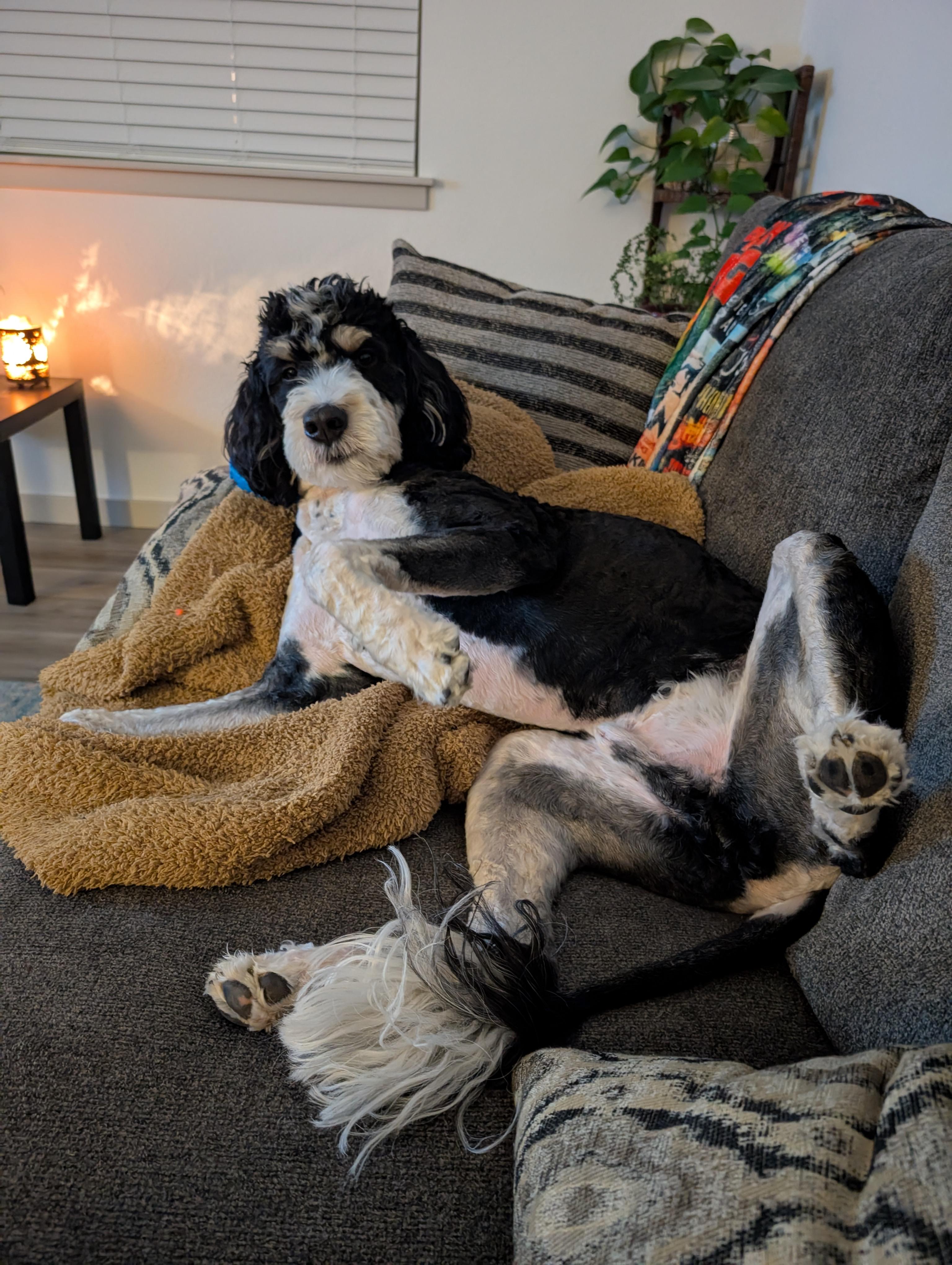 Enlarge Cosmo, a ADOPTABLE Bernedoodle in Longmont, CO image 3/5