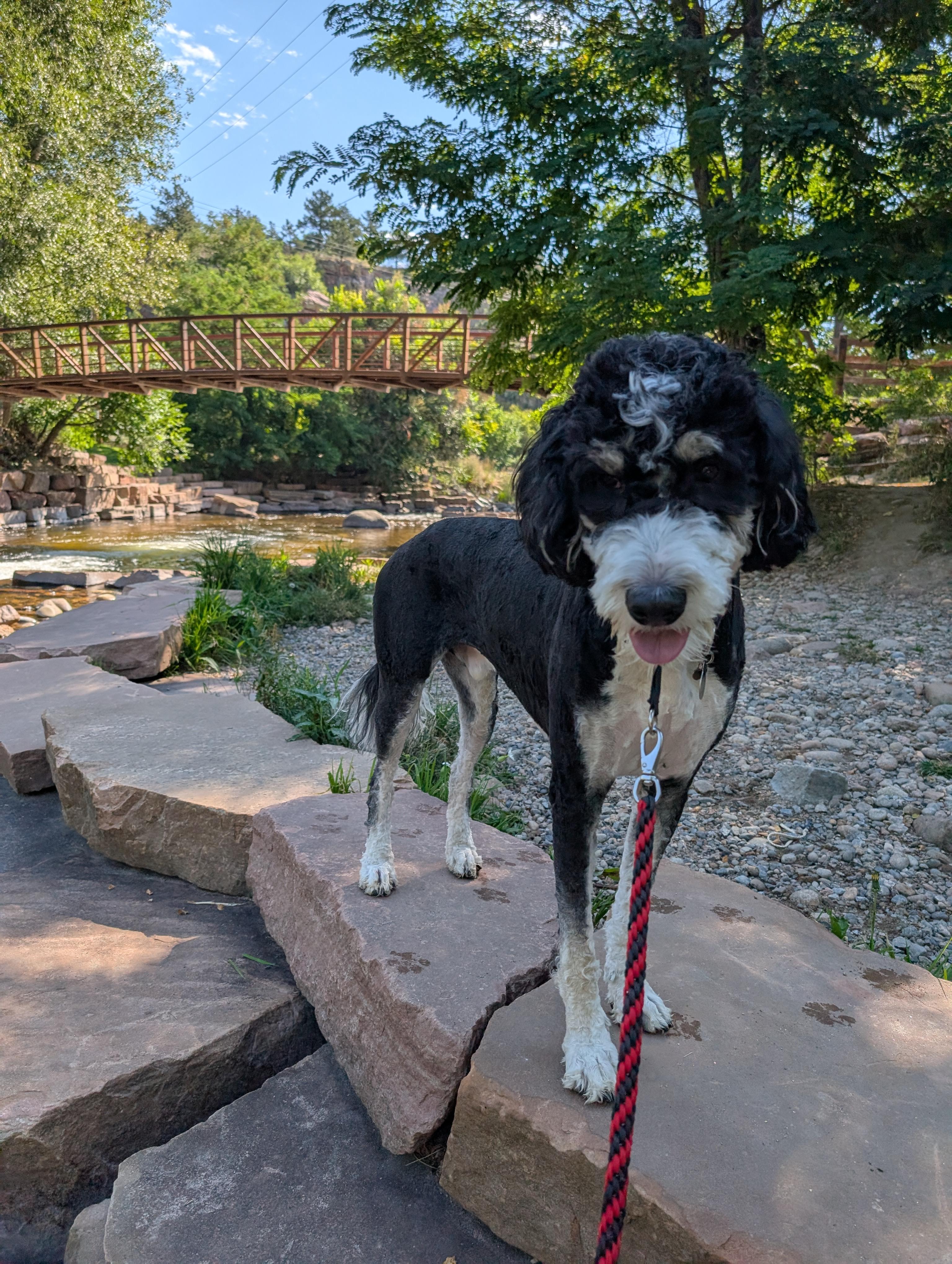 Enlarge Cosmo, a ADOPTABLE Bernedoodle in Longmont, CO image 4/5