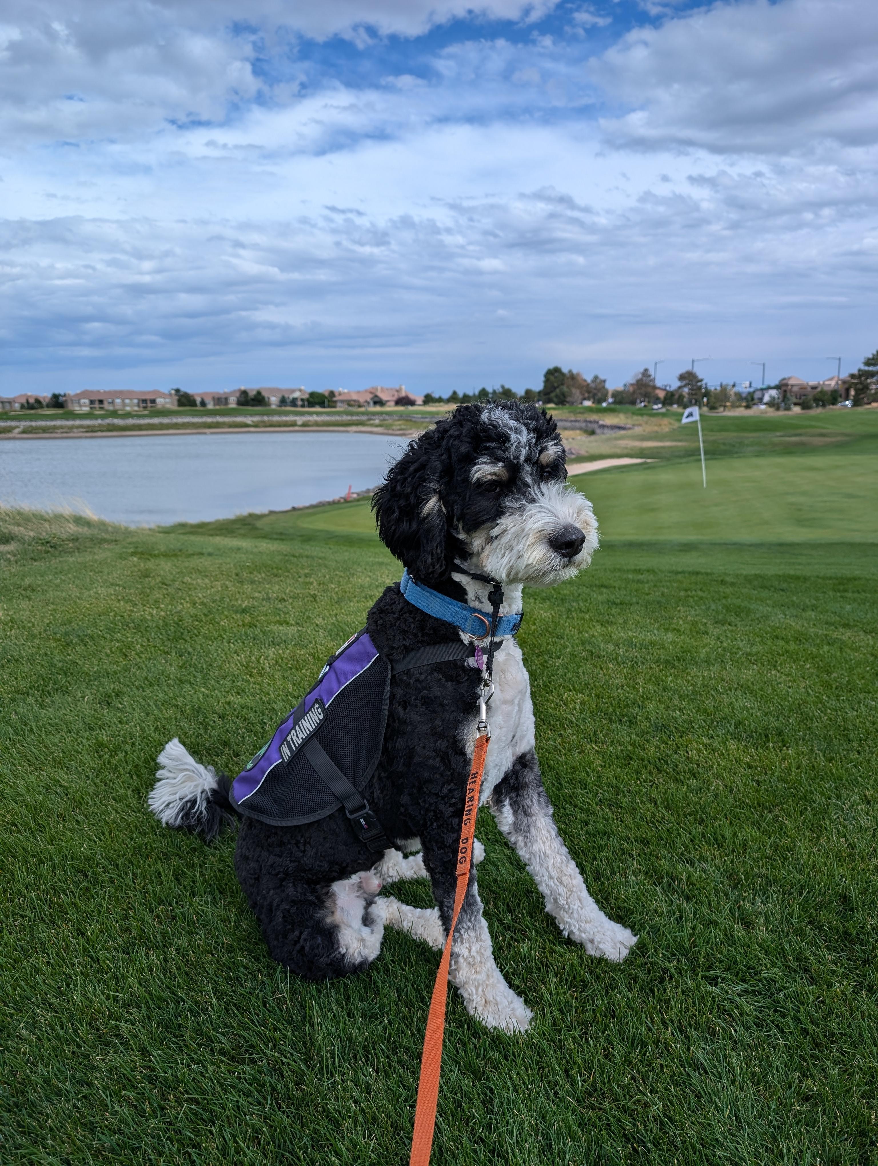 Enlarge Cosmo, a ADOPTABLE Bernedoodle in Longmont, CO image 2/5
