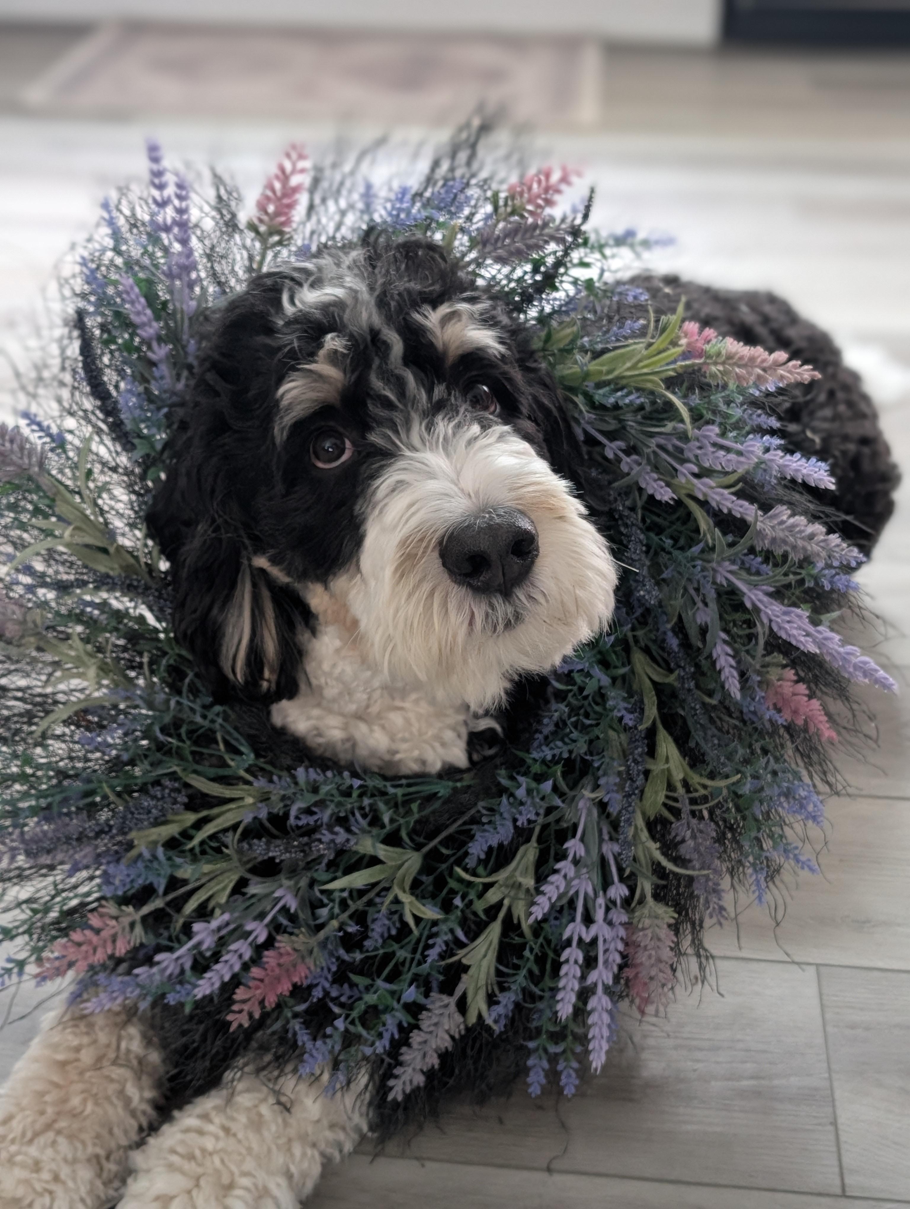 Enlarge Cosmo, a ADOPTABLE Bernedoodle in Longmont, CO image 5/5