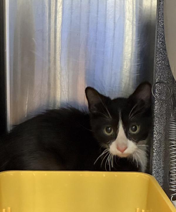 Enlarge *Omelette*, a Adoptable mixed breed in Salt Lake City, UT image 1/1