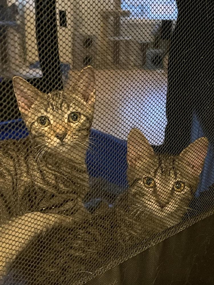 Bean bonded pair with Chimander — thumbnail 2