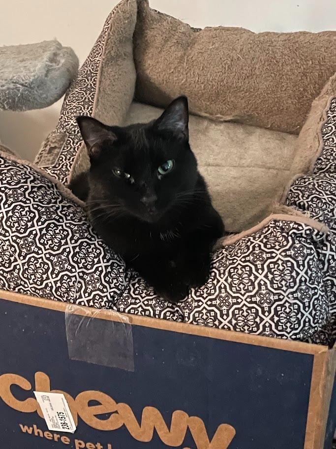 Bella, Adoptable, Adult Female Domestic Short Hair.