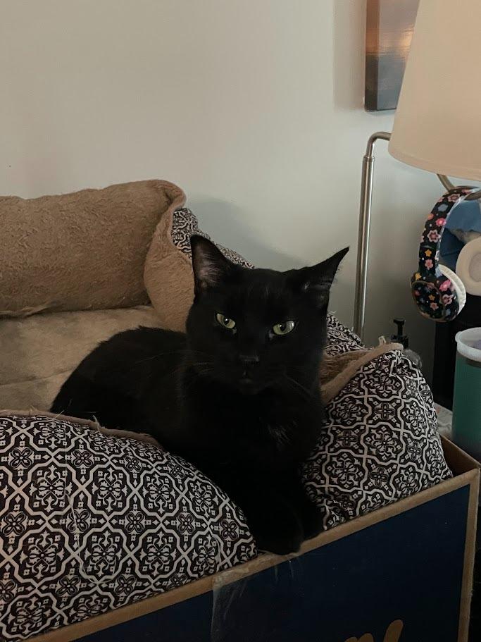 Bella, Adoptable, Adult Female Domestic Short Hair.