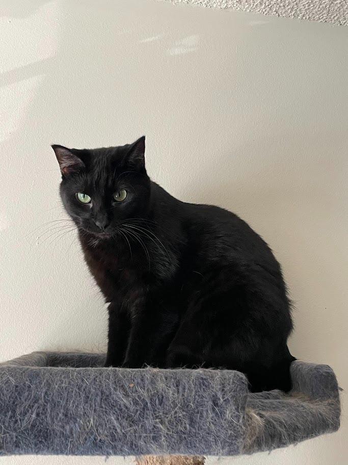 Bella, a Adoptable mixed breed in St. Cloud, MN image 2/6