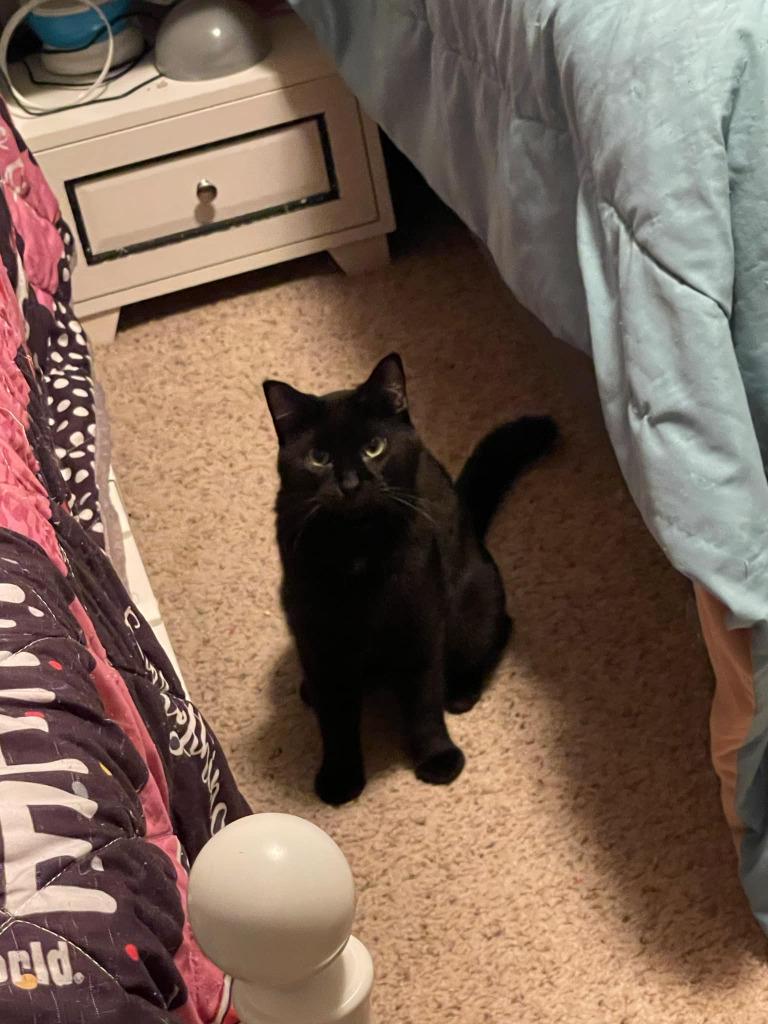 Enlarge Bella, a Adoptable mixed breed in St. Cloud, MN image 2/6