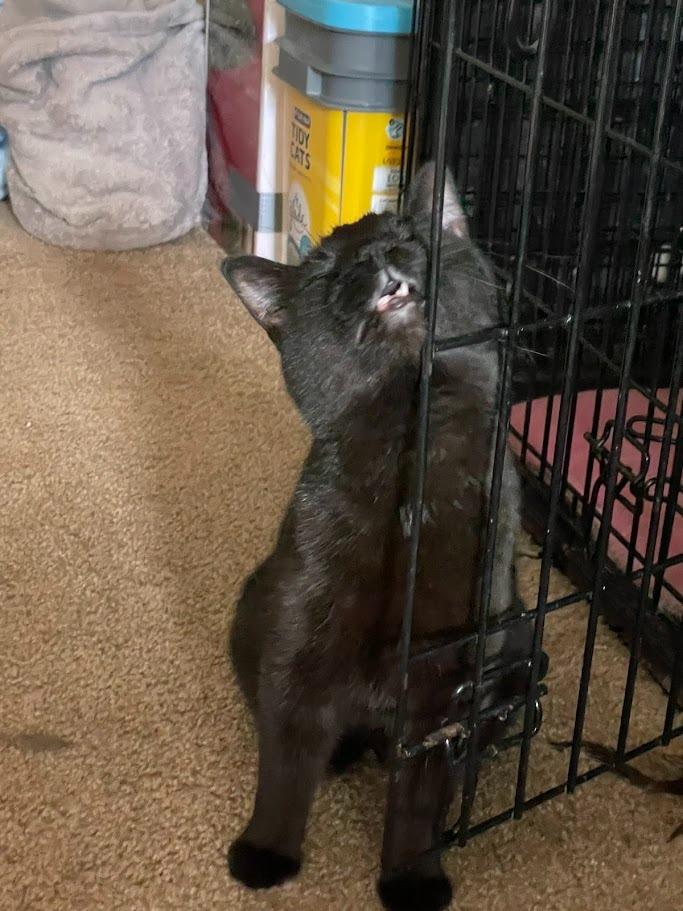 Enlarge Bella, a Adoptable mixed breed in St. Cloud, MN image 4/6