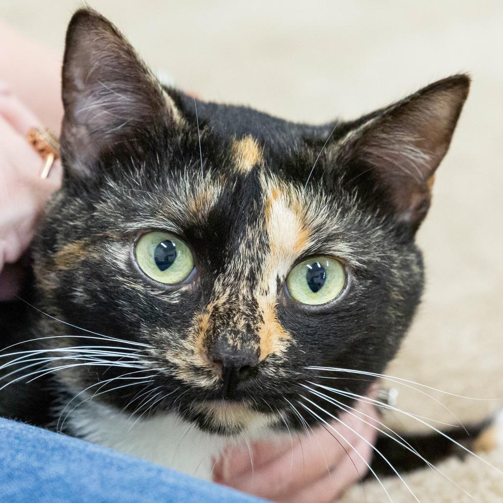 Enlarge King Fischer, a Adoptable Domestic Short Hair in Cartersville, GA image 1/4