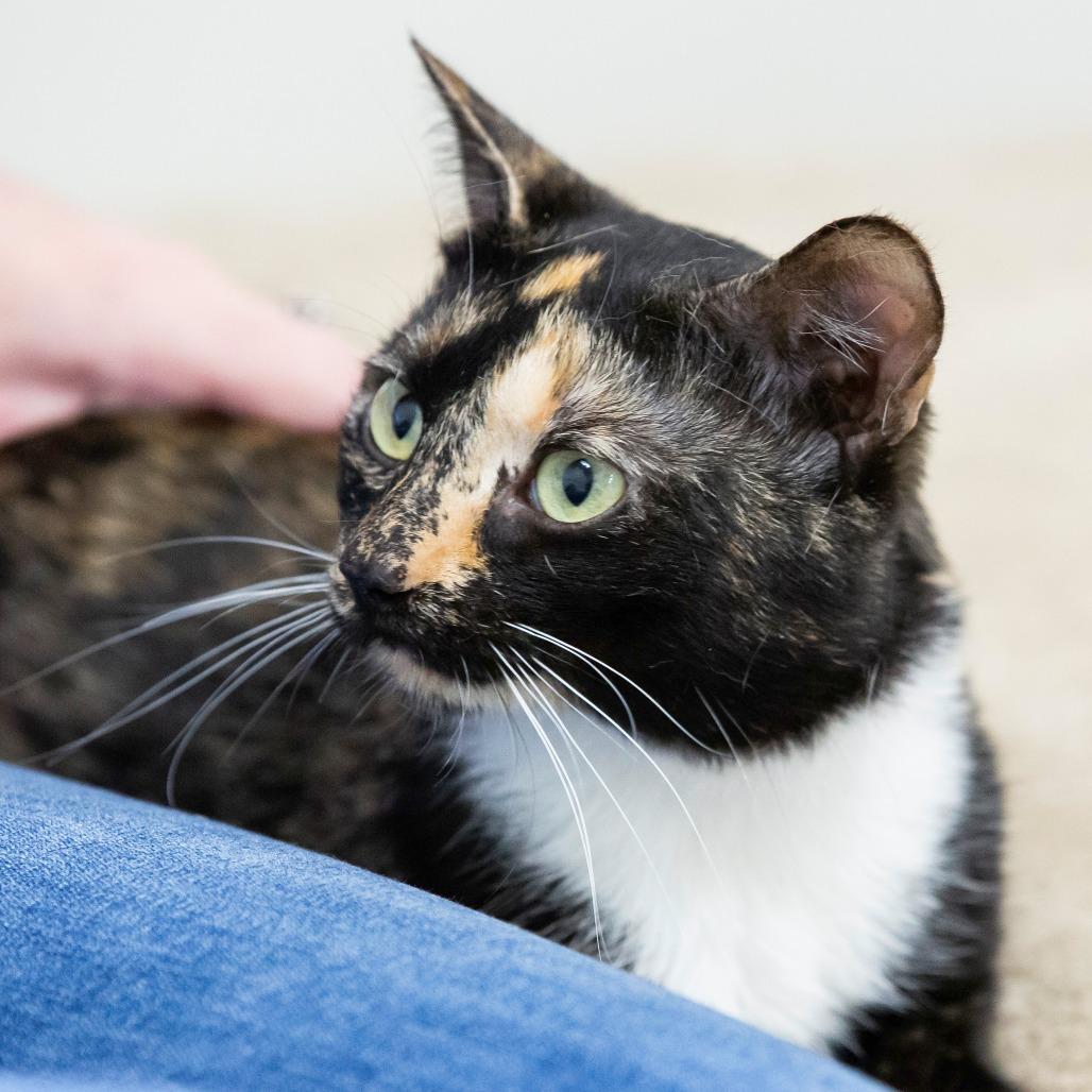 Enlarge King Fischer, a Adoptable Domestic Short Hair in Cartersville, GA image 2/4