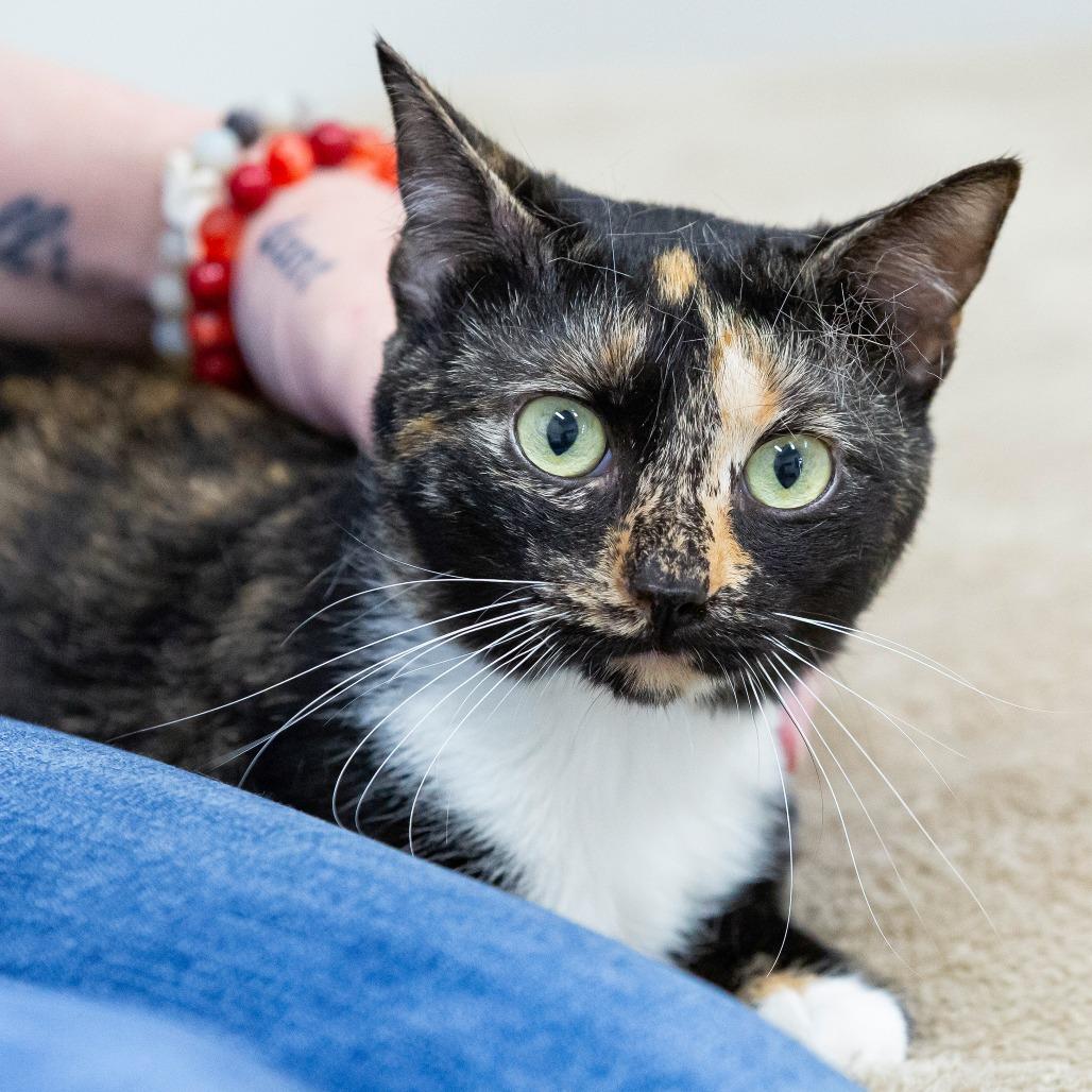 Enlarge King Fischer, a Adoptable Domestic Short Hair in Cartersville, GA image 3/4