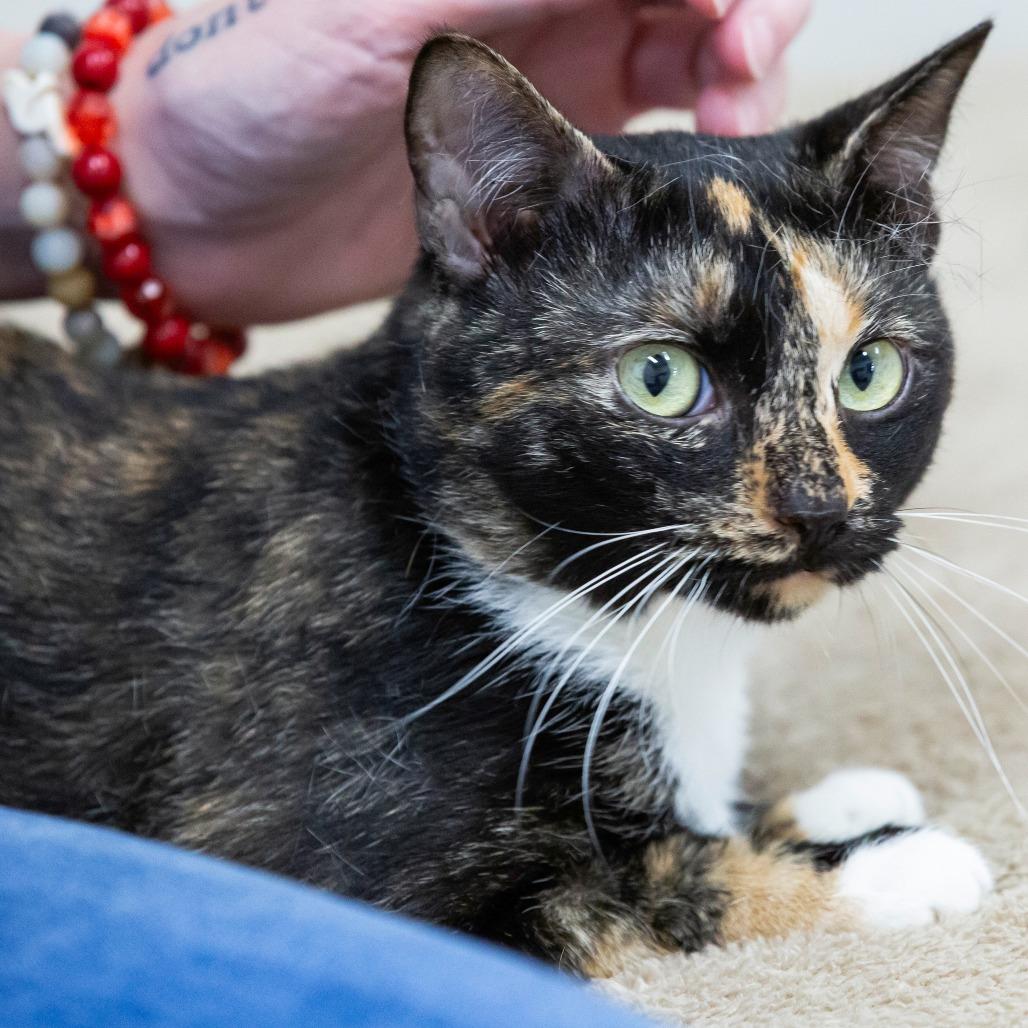 Enlarge King Fischer, a Adoptable Domestic Short Hair in Cartersville, GA image 4/4