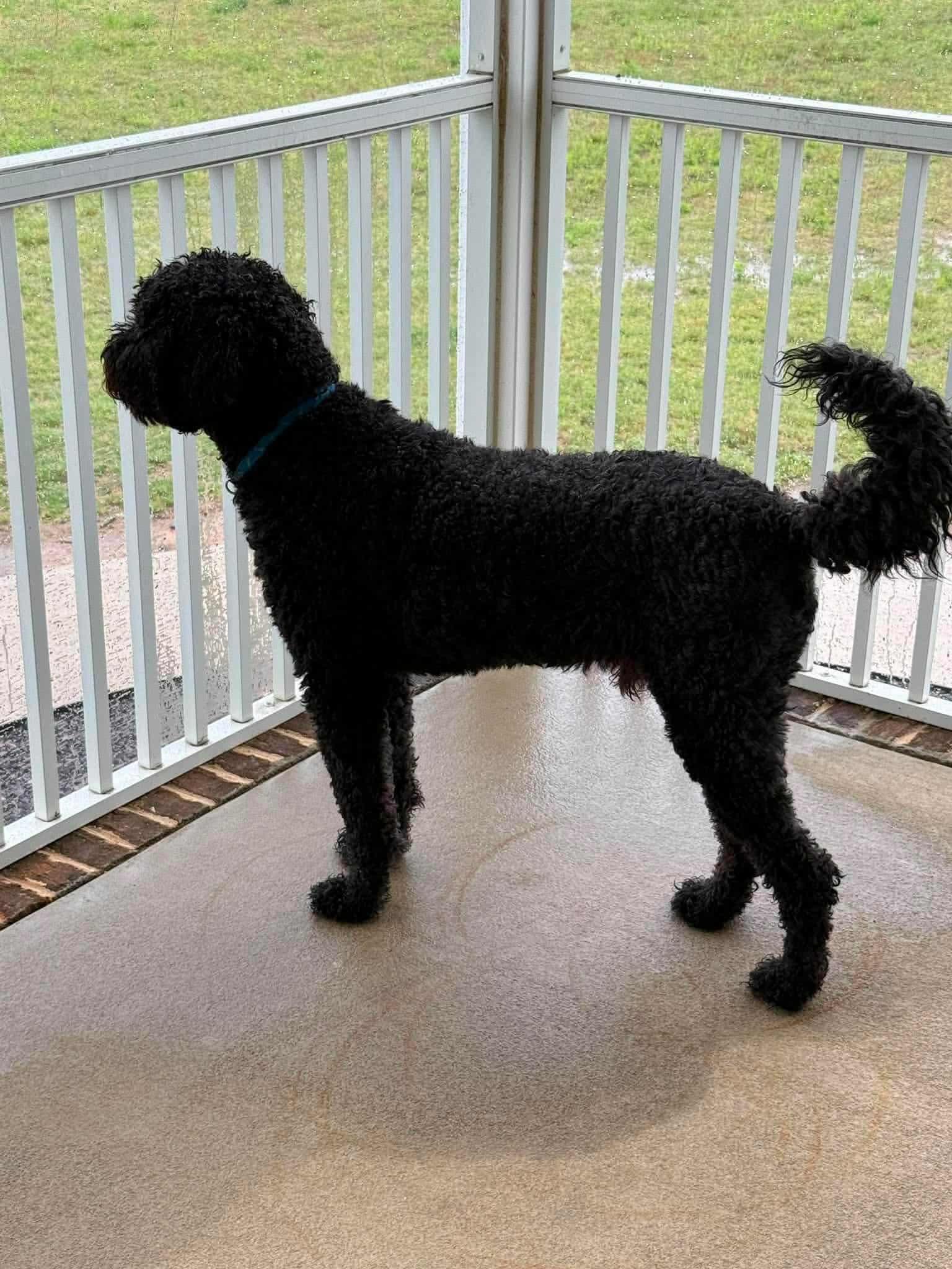 Enlarge Max, a ADOPTABLE Goldendoodle in Salisbury, NC image 3/3