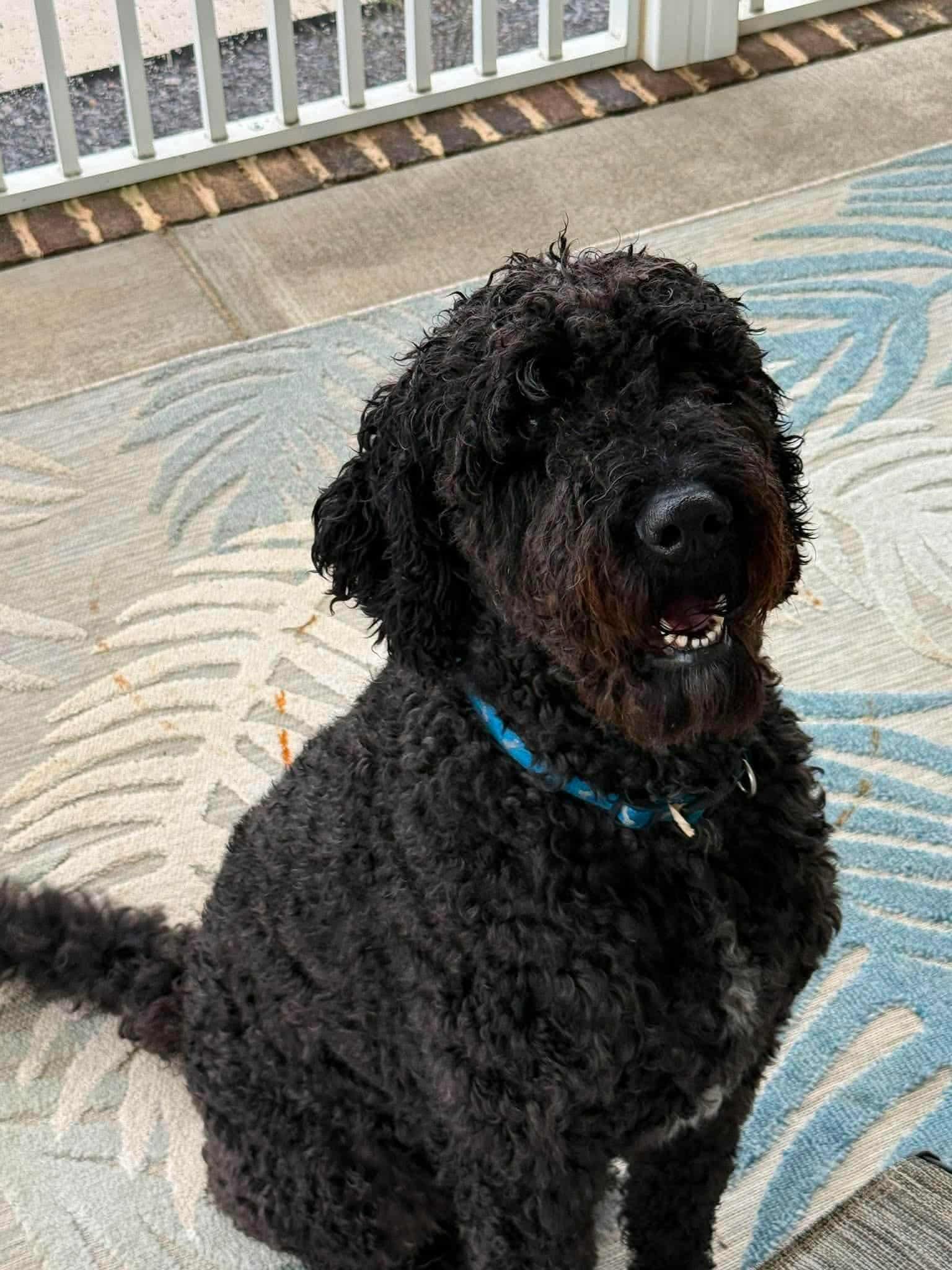 Max, ADOPTABLE, Young Male Goldendoodle.