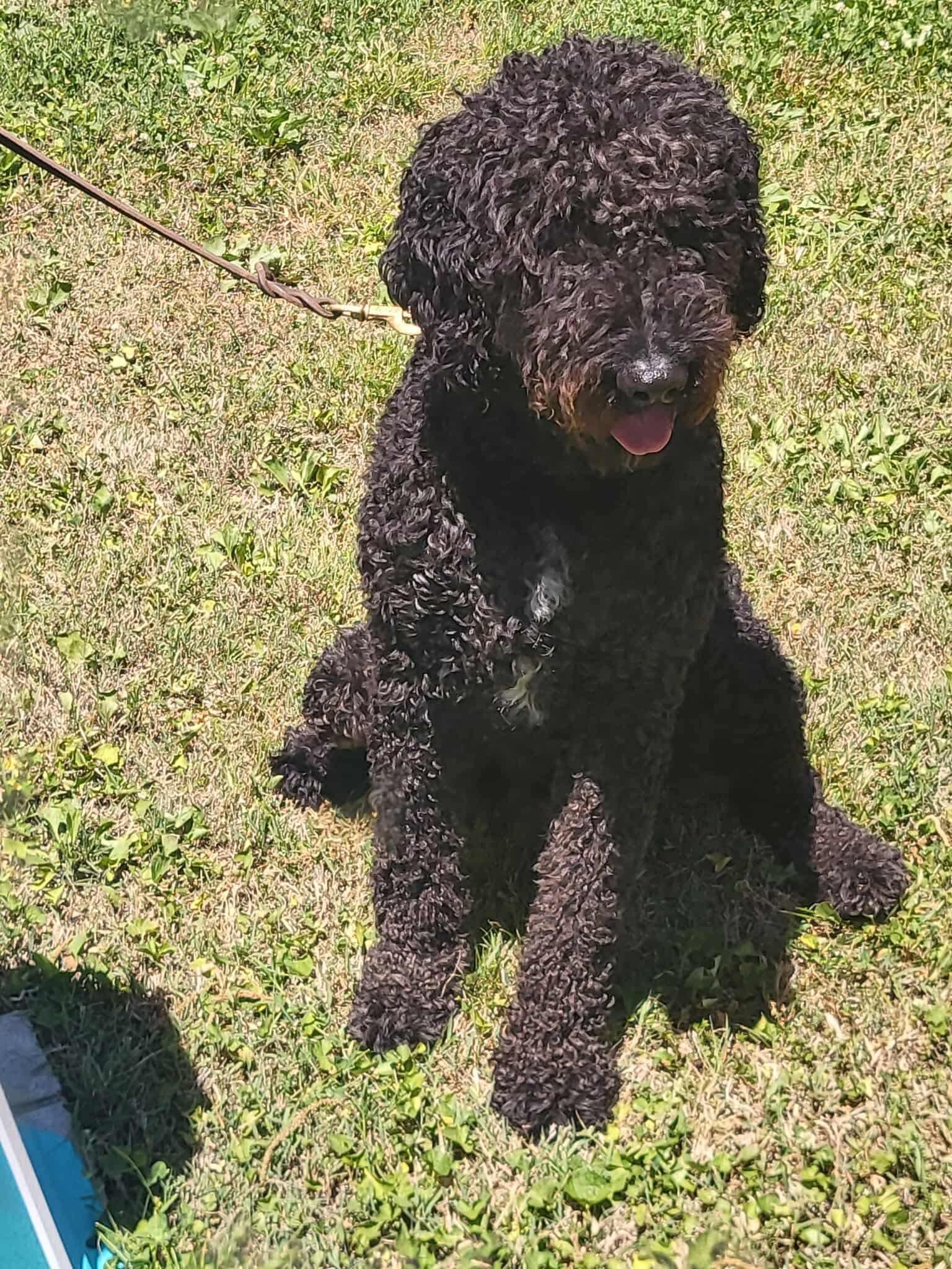 Enlarge Max, a ADOPTABLE Goldendoodle in Salisbury, NC image 2/3