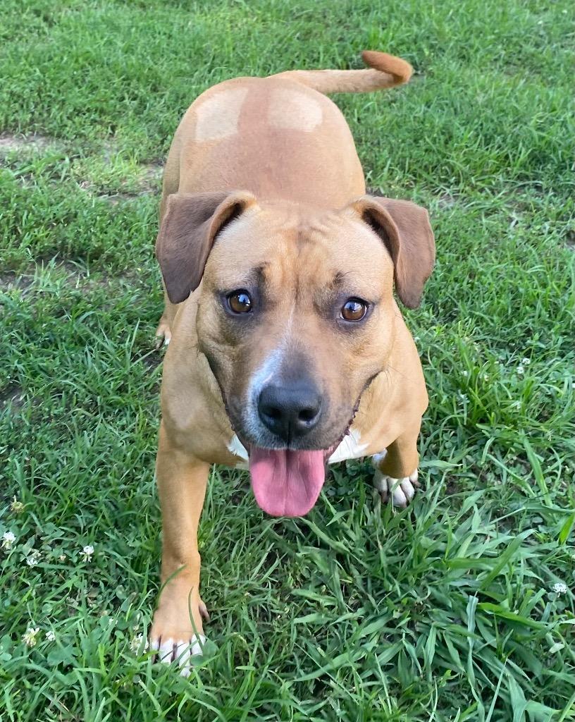 Ginger, Adoptable, Young Female Labrador Retriever.