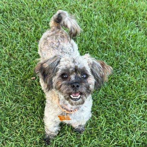 LOKI, Adoptable, Adult Male Shih Tzu & Yorkshire Terrier.
