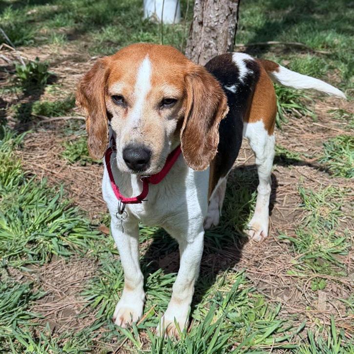 Enlarge Nick, a Adoptable Beagle in London, OH image 3/6