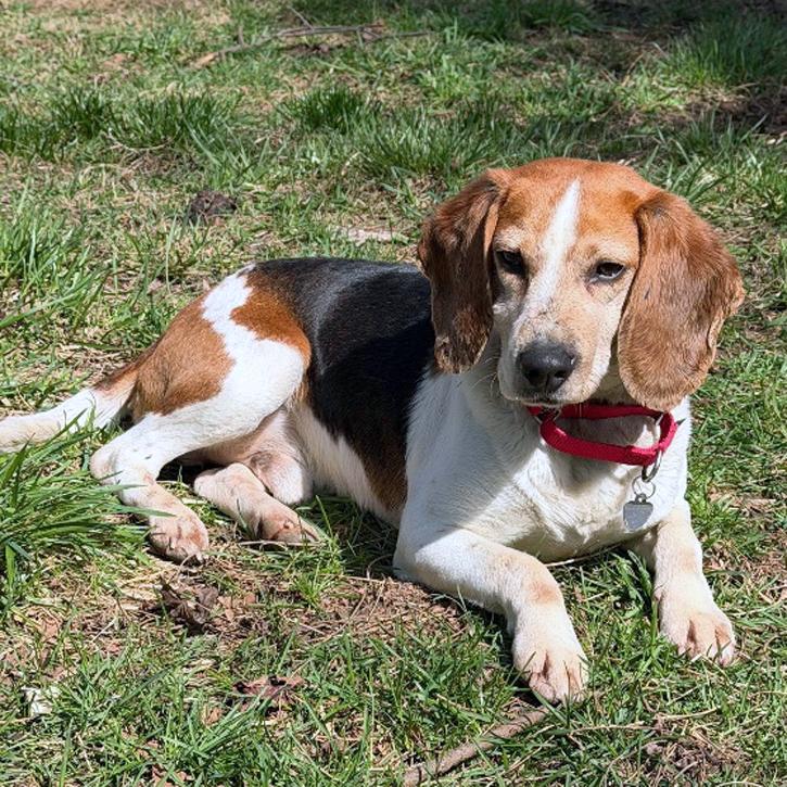 Nick, Adoptable, Adult Male Beagle.
