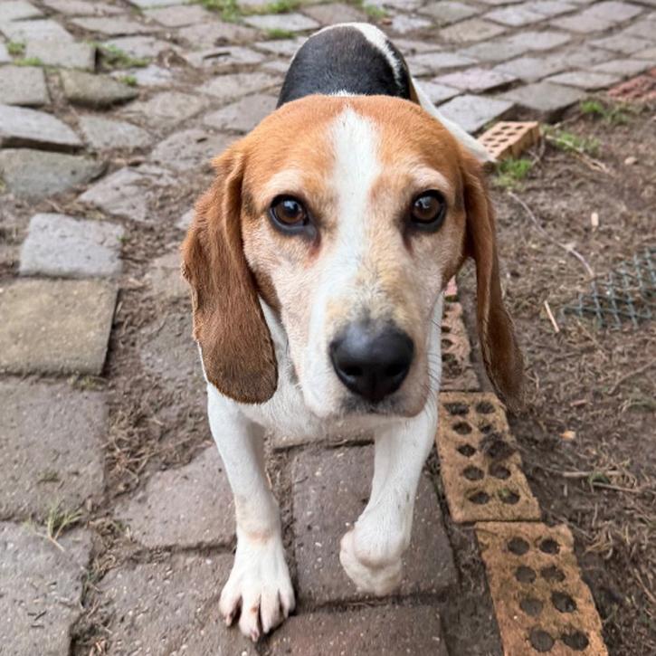 Enlarge Nick, a Adoptable Beagle in London, OH image 2/6