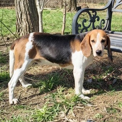 Enlarge Nick, a Adoptable Beagle in London, OH image 6/6