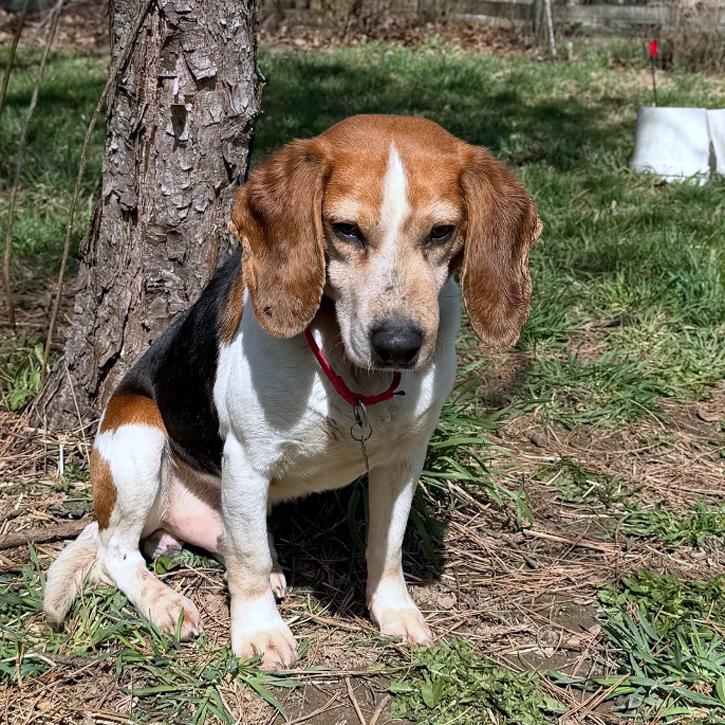 Enlarge Nick, a Adoptable Beagle in London, OH image 4/6