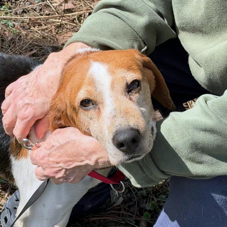 Enlarge Nick, a Adoptable Beagle in London, OH image 5/6