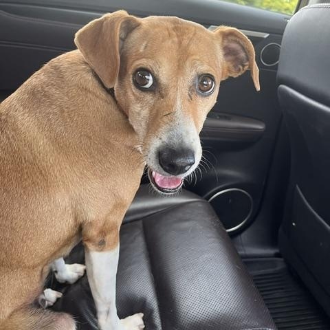 Enlarge Mimi, a Adoptable mixed breed in Aurora, IL image 3/3