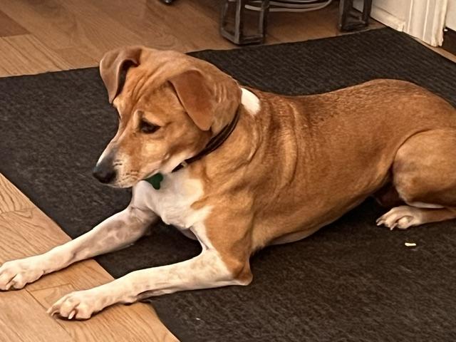 Enlarge Mimi, a Adoptable mixed breed in Aurora, IL image 2/3