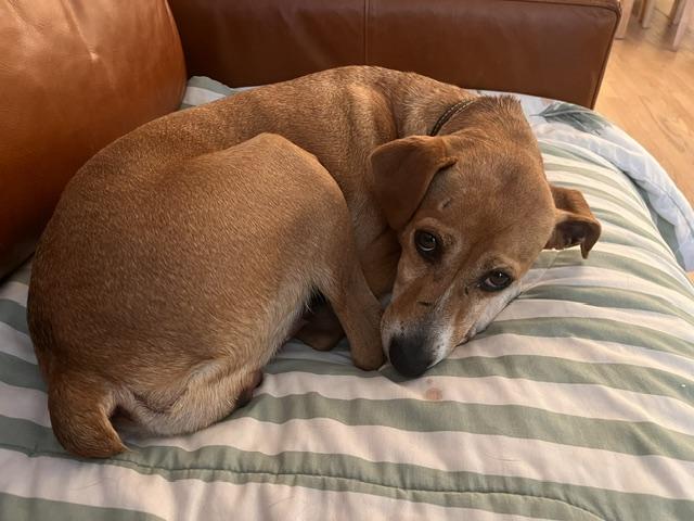 Mimi, Adoptable, Adult Female Terrier.