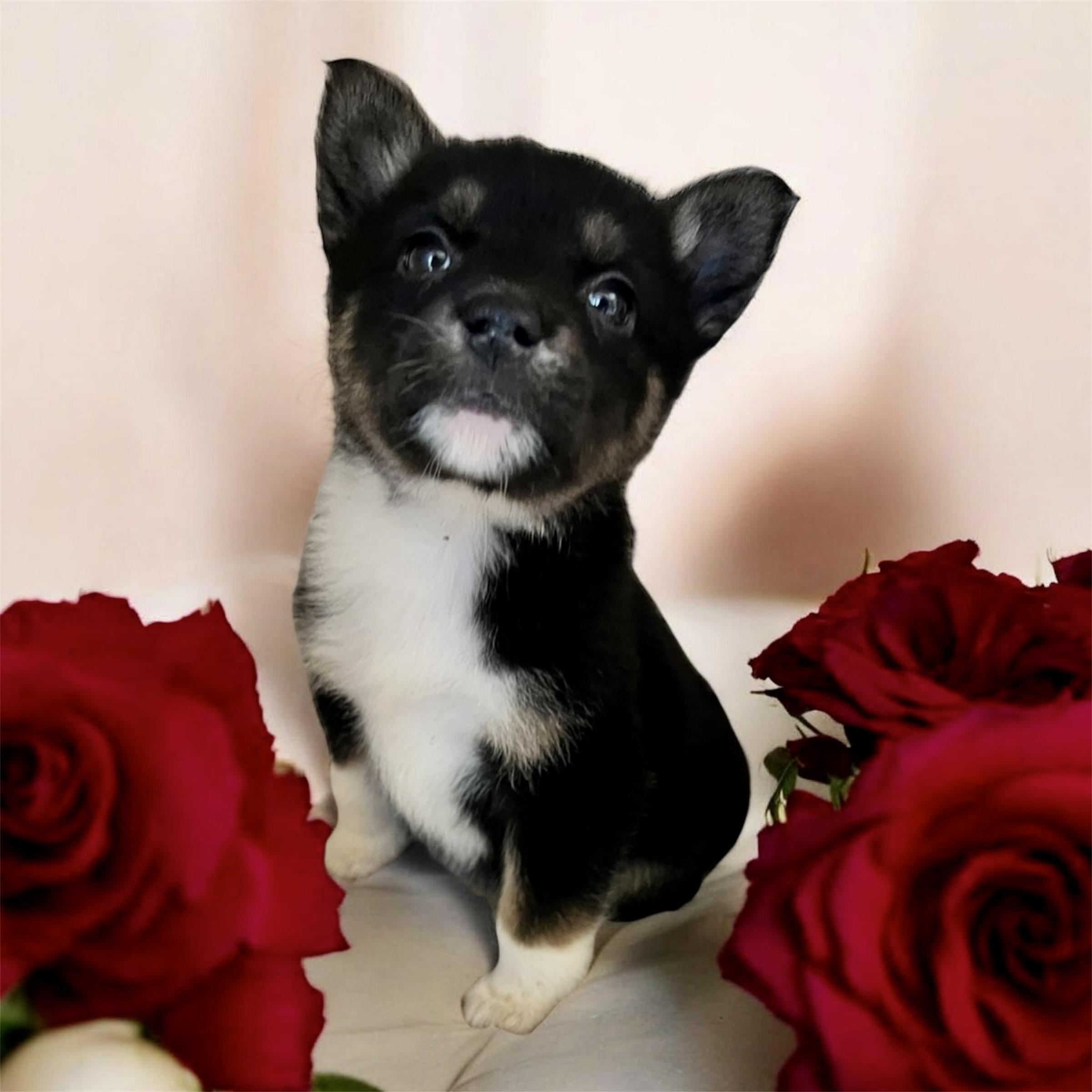 CJ, adopted, Puppy Female Shepherd.