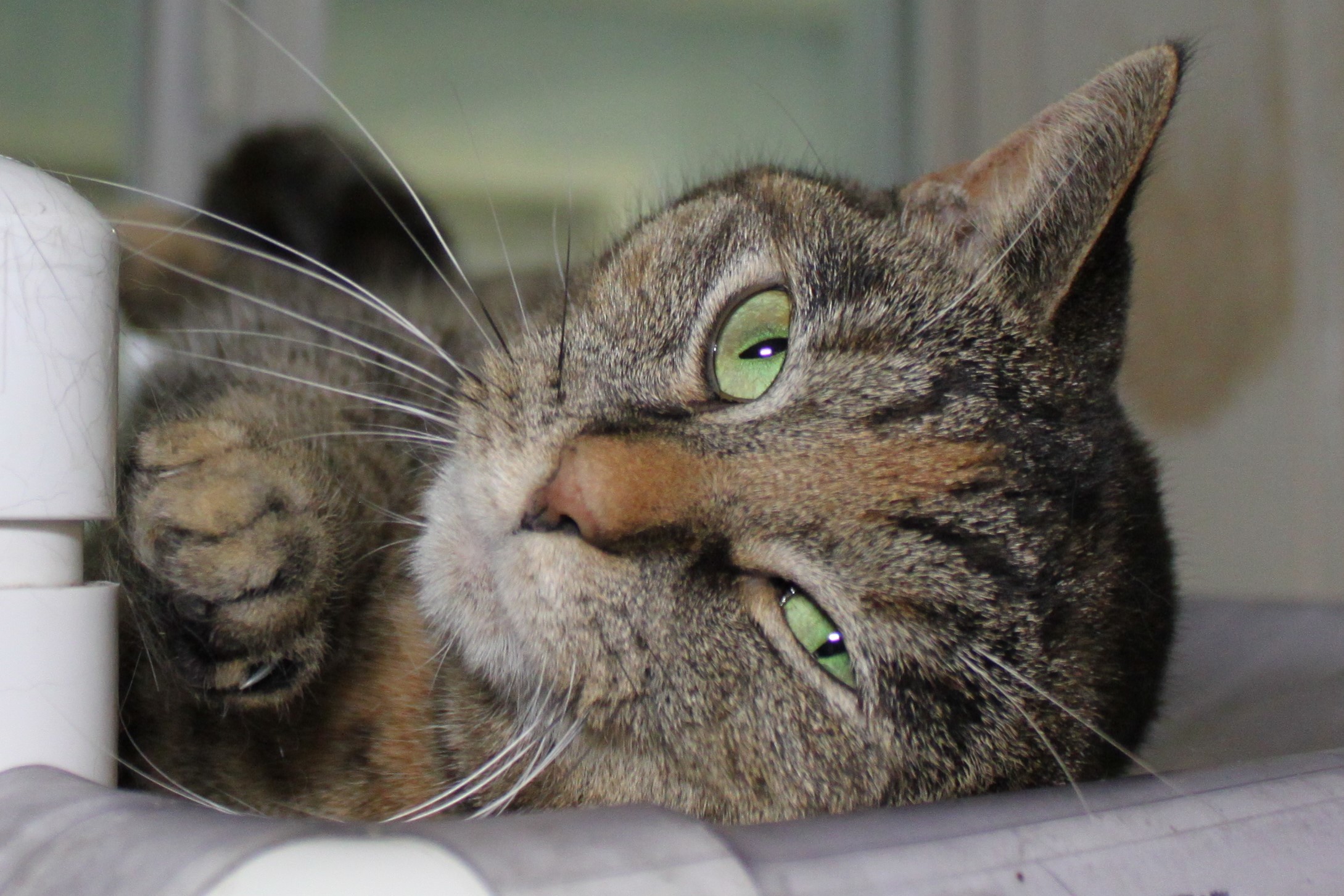 Lyla, a Adoptable mixed breed in Portsmouth, OH image 1/12