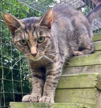 Lyla, a Adoptable mixed breed in Portsmouth, OH image 2/12