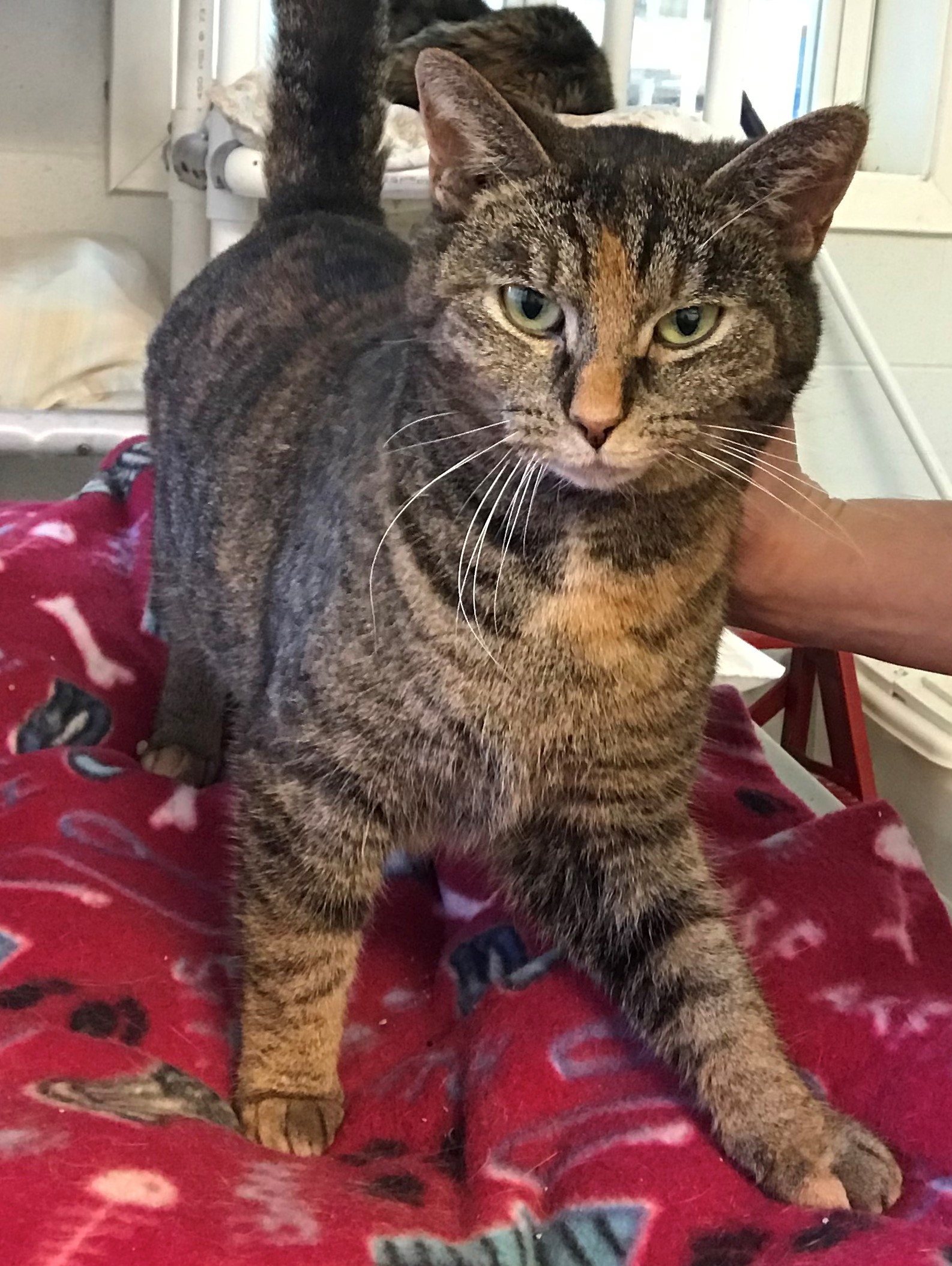 Lyla, a Adoptable mixed breed in Portsmouth, OH image 3/12