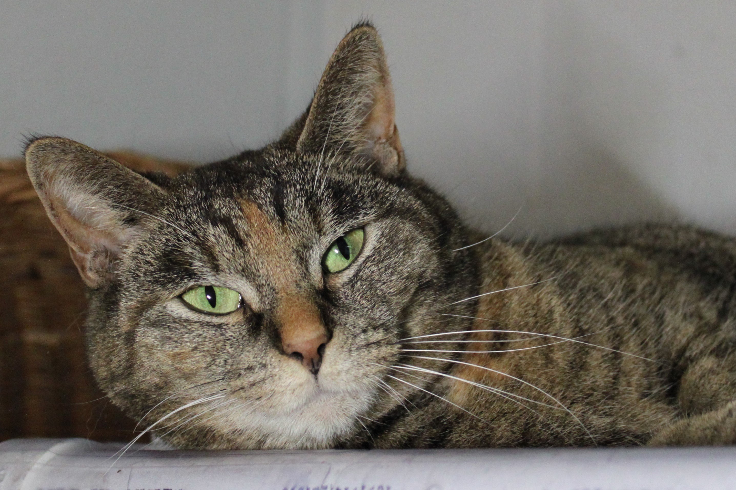 Lyla, a Adoptable mixed breed in Portsmouth, OH image 4/12