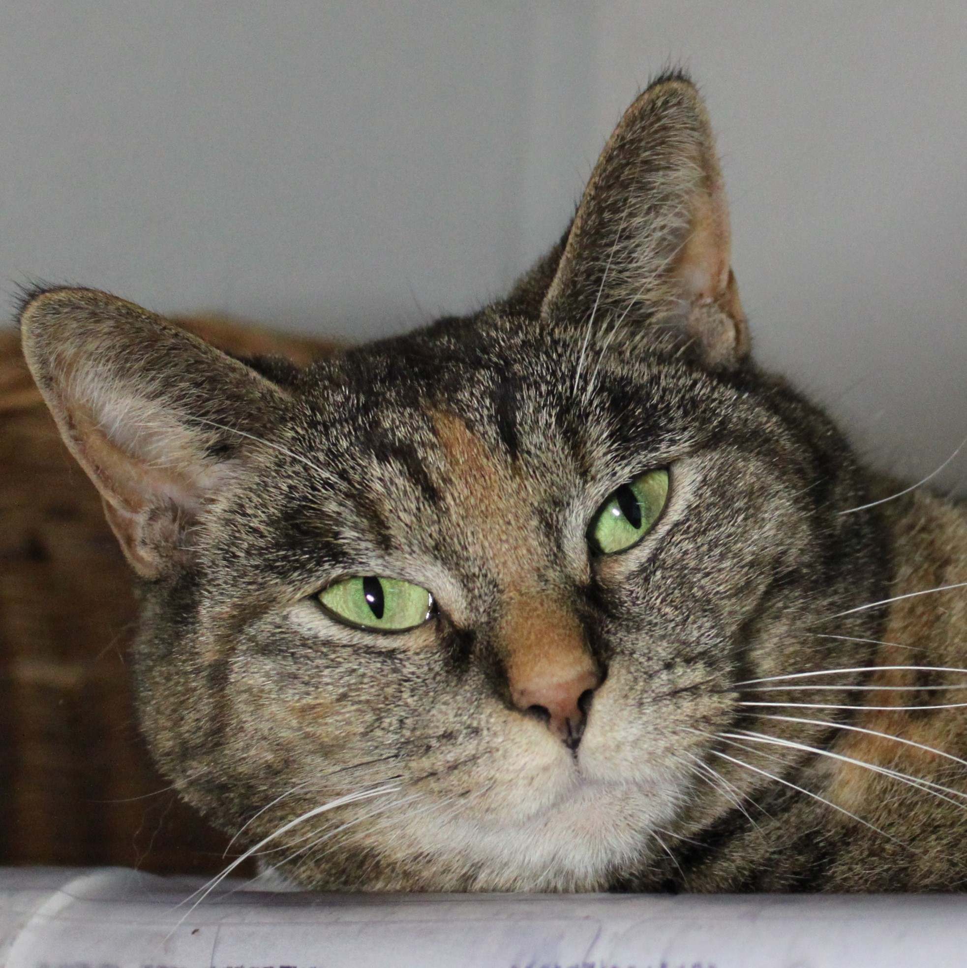 Lyla, Adult Female unknown