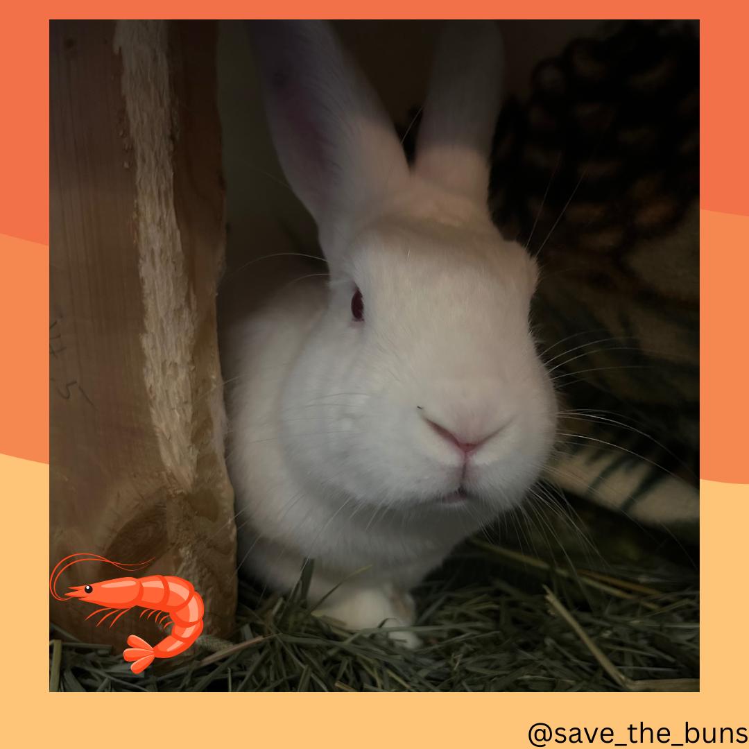 Enlarge Shrimp, a Adoptable New Zealand in Stafford Springs, CT image 2/2