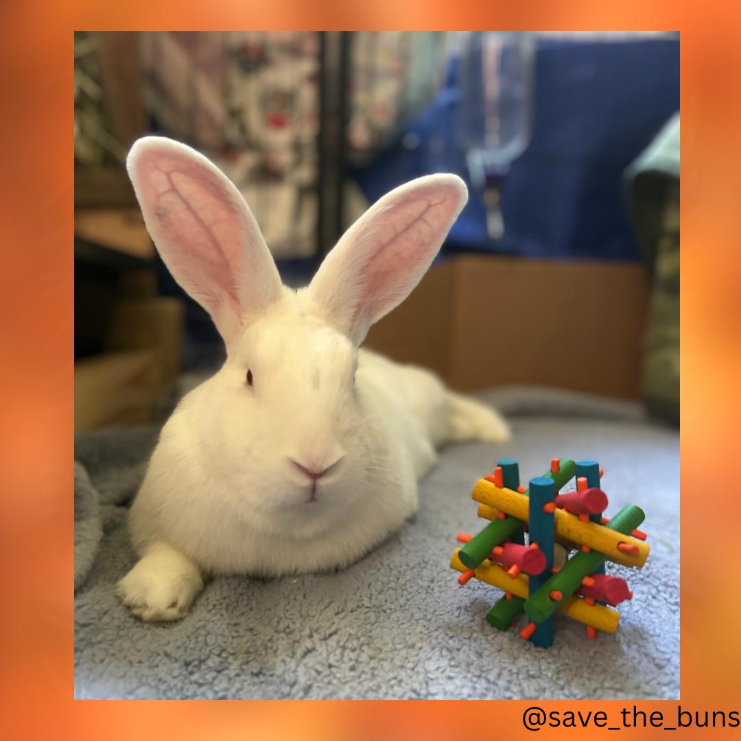 Shrimp, Adoptable, Adult Male New Zealand.