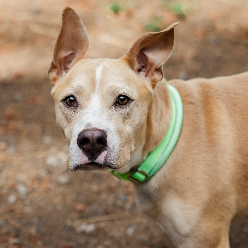 Enlarge Kyler, a Adoptable mixed breed in Incline Village, NV image 1/6