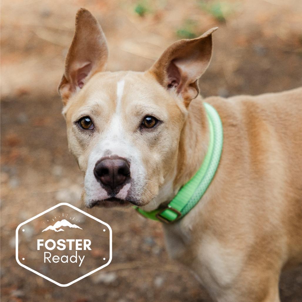Kyler, Adoptable, Adult Male Pit Bull Terrier & Mixed Breed.